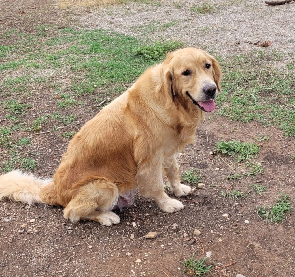 Nos chiens : Opale de la Gorgère
